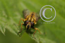 The Sunfly or Hoverfly.